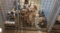 House of Animals Dierenwelzijnsorganisatie stuit op illegale puppyfabriek: 'Oost-Europese praktijken, maar dan in Brabant'