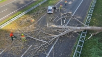 De Duitse auto raakt zwaar beschadigd door de omvallende boom. Beeld: Track '88